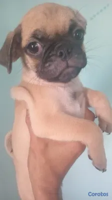 animales y mascotas - TU MASCOTA. LISTA 2