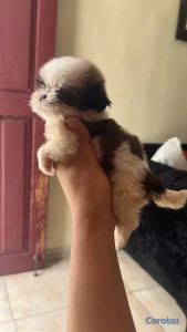 camada cachorros shih tzu %100% puro padres presente