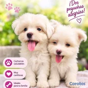 animales y mascotas - MALTÉS 
