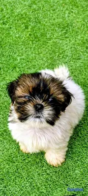 animales y mascotas - hermosos cachorritos de shipoo toy 3