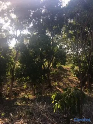 solares y terrenos - finca agricola en Cerros de Buenas vista mata san juan  6