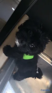 hermosas perritas ShitPoo negociables vacunadas tarjeta al día 