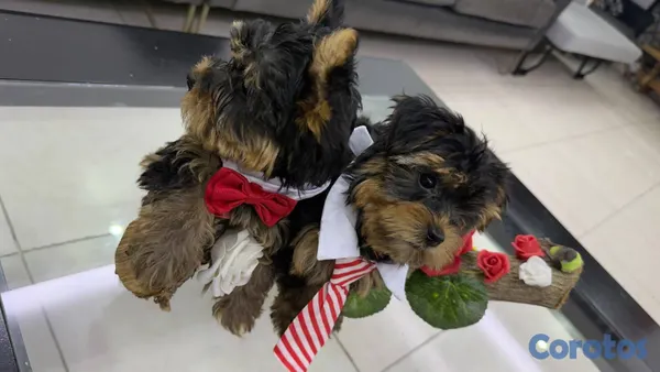 animales y mascotas - Yorkshire Terrier disponibles 3 hembras y 2 machos 3