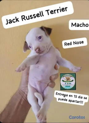 animales y mascotas - Jack Russell Terrier  2
