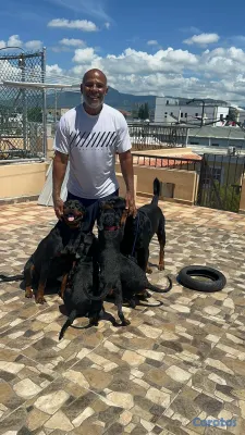 animales y mascotas - 🐾 Cachorros Rottweiler con Pedigree – Excelente Línea de Sangre 🐾 18
