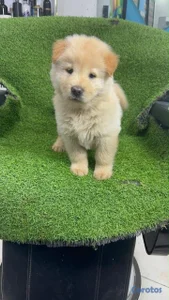 OFERTA CACHORRO CHOW CHOW MACHO UBICADO EN SANTO 