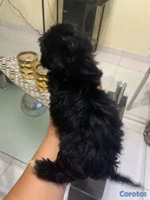 animales y mascotas - Hermosas Cachorras Shipoo, ( HEMBRAS ) madre Shitzoo Padre Shipoo DISPONIBLES, 5