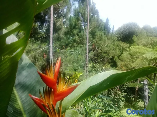 solares y terrenos - SE VENDE HERMOSA FINCA EN EL CACAO de San Cristoba 2