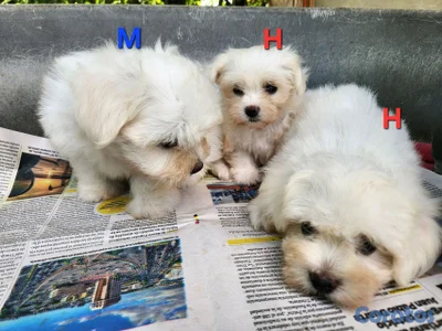 CACHORROS MALTÉS