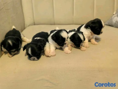 hermosos cachorritos de shipoo toy