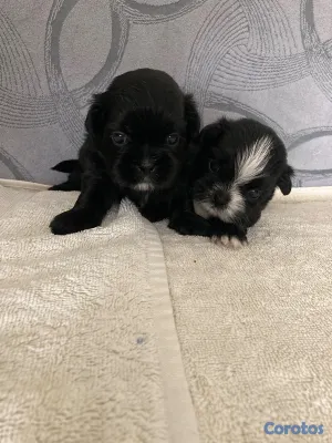 animales y mascotas - Shihtzu ambos sexos 7