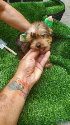 animales y mascotas - yorkie machito exotico para ti  3