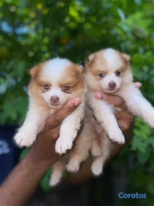 Cachorritos pomerania🐾
La mejor calidad