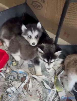 animales y mascotas - Cachorros Huskie y Pomerania dé venta 2