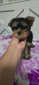 Especial de cachorro yorkie ambos sexo en santo do
