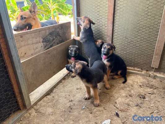 animales y mascotas - CACHORRAS PASTOR ALEMÁN – 2 MESES | VACUNADAS Y DESPARASITADAS 5