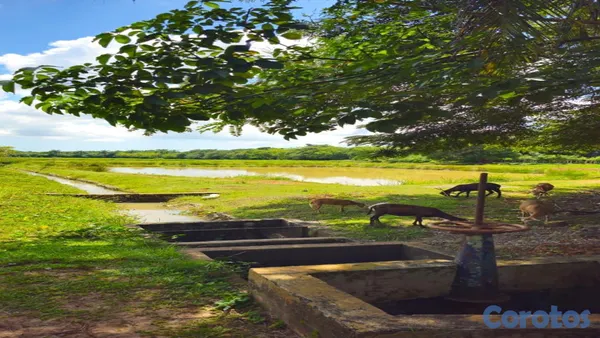 solares y terrenos - 🌿✨ ¡Finca Ecoturística en San Antonio de Guerra! ✨🌿 6