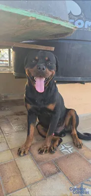 animales y mascotas - 🐾 Cachorros Rottweiler con Pedigree – Excelente Línea de Sangre 🐾 17