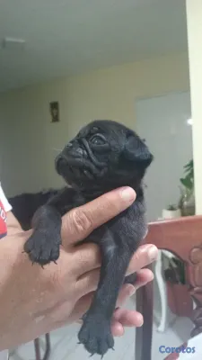 animales y mascotas - TU MASCOTA. LISTA 5