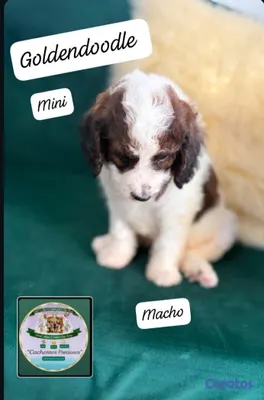 animales y mascotas - Goldendoodle Miniatura  4