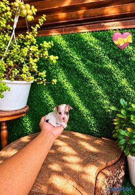 animales y mascotas - OFERTA CACHORRO CHIHUAHUA HEMBRA MINI UBICADO EN SANTO  2