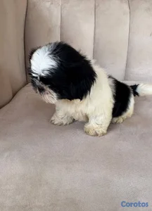 OFERTA CACHORRO SHIH TZU HEMBRA UBICADO EN SANTO D