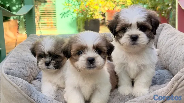 animales y mascotas - Shihtzu Machos y Hembra’s  5