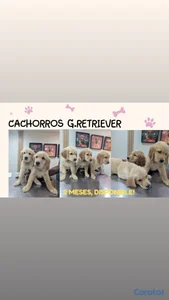 hermosos cachorritos golden retriever 