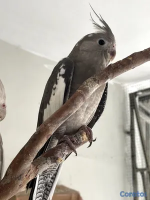 animales y mascotas - 🦜💕 CACATÚAS NINFAS / COCKATIELS 2
