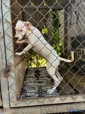 animales y mascotas - Cachorra dogo argentino disponible  2