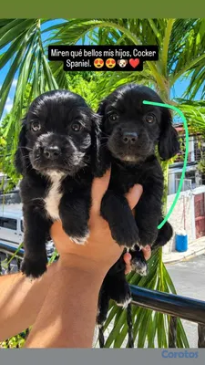 animales y mascotas - Cooker Spaniel disponible Bien Hermosos 🥰❤️ 5