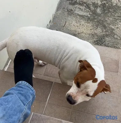 animales y mascotas - Cachorros de Pitbull 8,000 aprovecha la oferta.  4