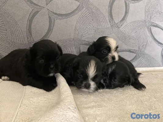 animales y mascotas - Shihtzu ambos sexos 3