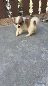 OFERTA CACHORRO POMERANIA HEMBRA EN UBICADO EN SAN