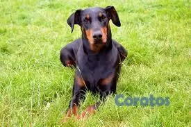 animales y mascotas - Cachorro dogverman puros sino te interesa Nome hag 4