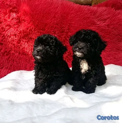 animales y mascotas - poodle miniatura ambos sexos  6