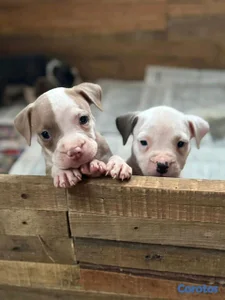 hermosos cachorritos de pitbul 