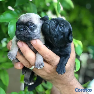animales y mascotas - Cachorros Pugs 4