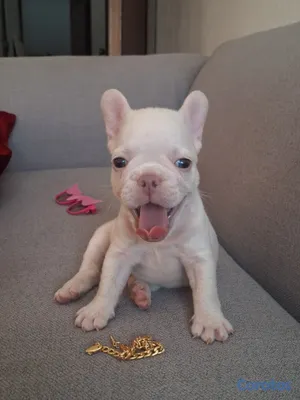 animales y mascotas - OFERTA CACHORRO BULLDOG HEMBRA BLANCA UBICADO EN S 4