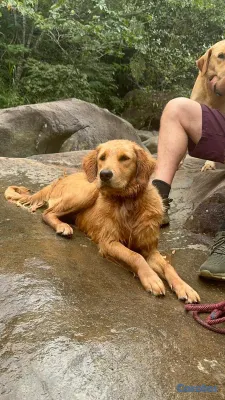 animales y mascotas - Golden Retreiver y Labrador recibimos en donacion ,solo hembras sanas 3