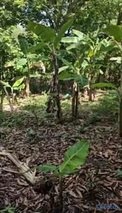 Solar en Venta en San Cristobal