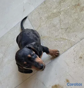 Salchicha (Dachshund) Black merle MACHO (INCLUYE A