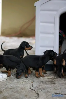 animales y mascotas - DOBERMAN Cachorros Puros 4