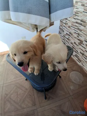 animales y mascotas - Golden Retriever no te quedes sin el tuyo  8