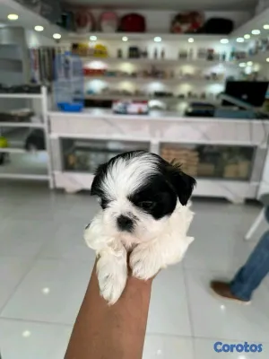 animales y mascotas - hermosos cachorritos shitzu mini 6