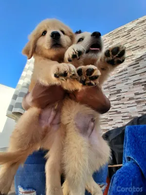 animales y mascotas - Golden Retriever no te quedes sin el tuyo  10