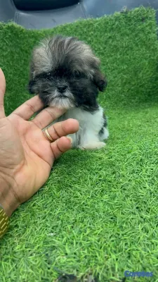 animales y mascotas - hermosos cachorritos de shipoo toy ambos sexo  3