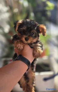 OFERTA CACHORRO YORKIE MACHO UBICADO EN SANTO DOMI