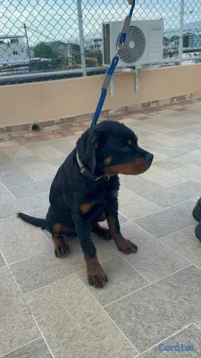 animales y mascotas - 🐾 Cachorros Rottweiler con Pedigree – Excelente Línea de Sangre 🐾 21