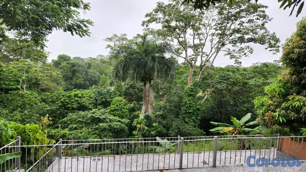 solares y terrenos - En Venta Finca Agricola en Villa Altagracia con Cacao, Aguacate y chinola 7